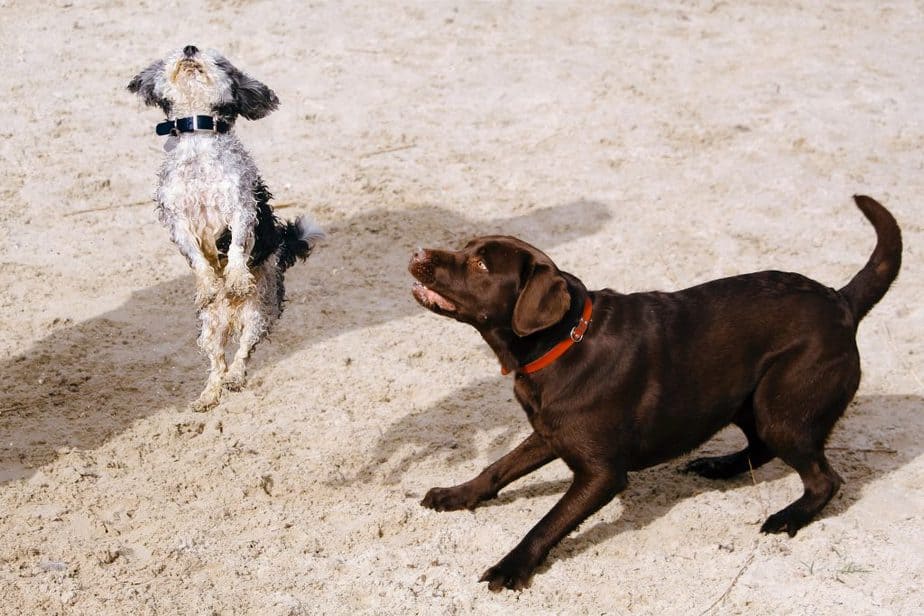 cute dogs on a beach