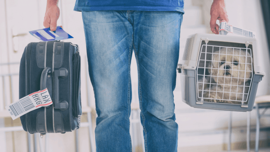 Airlines that allow dogs in the cabin.