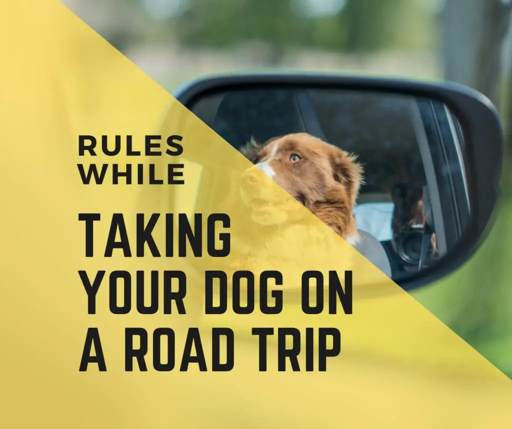 Taking Your Dog On A Road Trip
