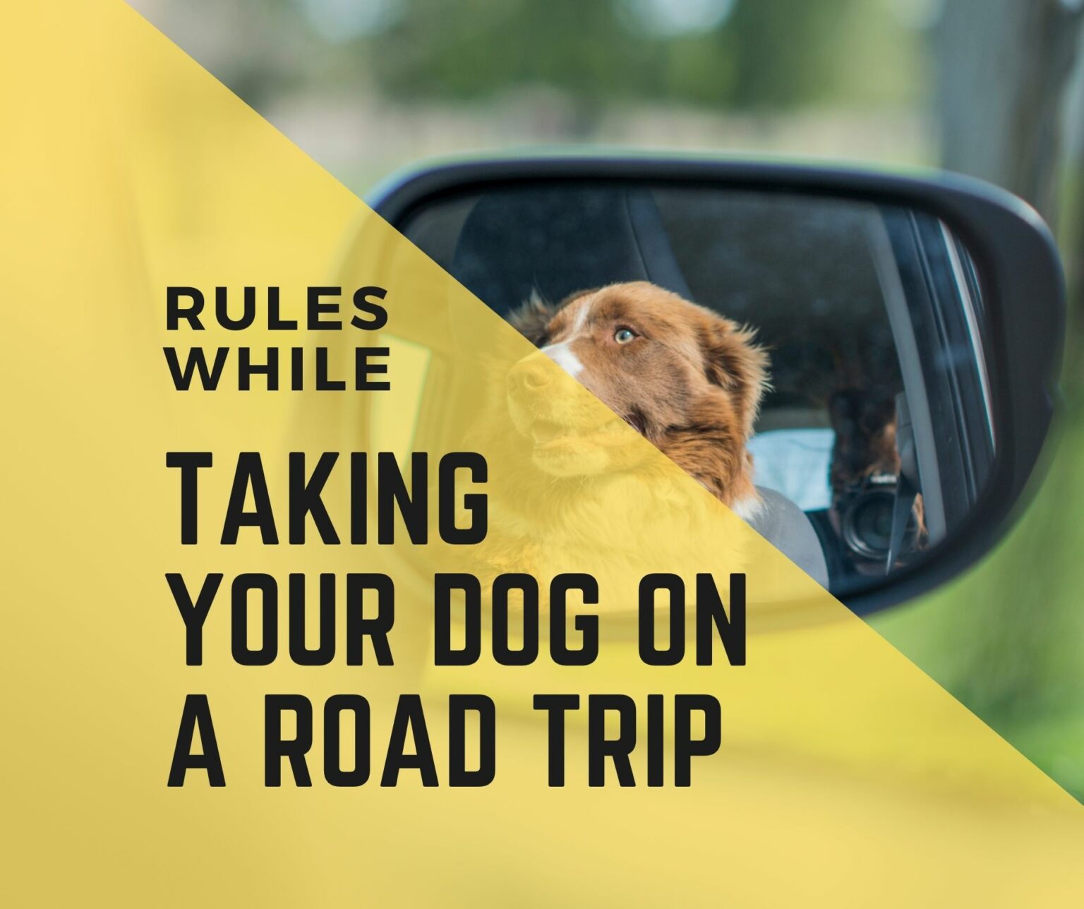 Taking Your Dog On A Road Trip 10 Top Tips Dogs Travel Guide
