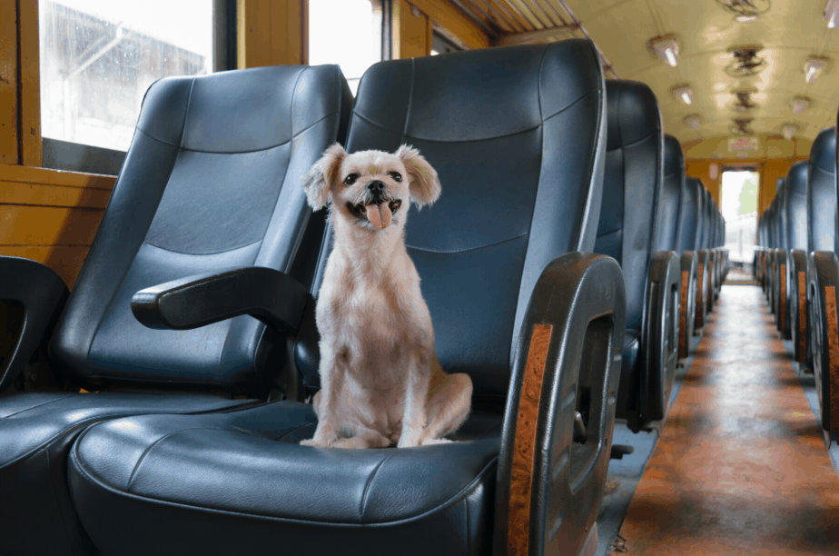 dog travel in train