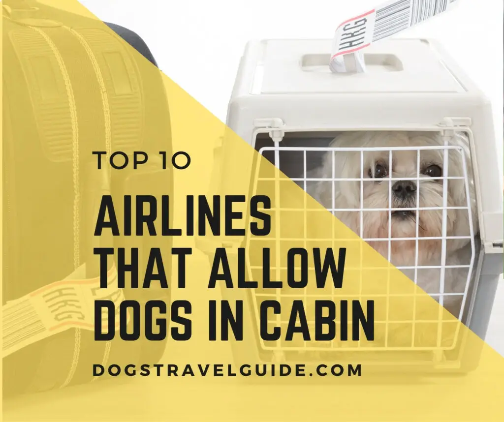 airlines that allows dog in cabin