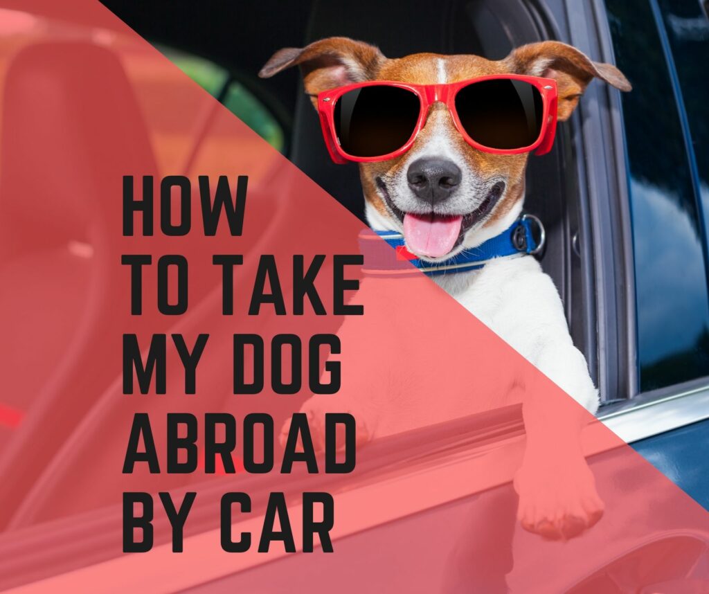 Can I take my dog abroad by car