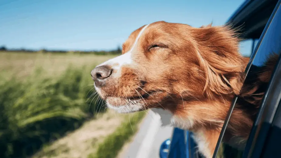 Can I take my dog abroad by car? Know the Rules! Dogs
