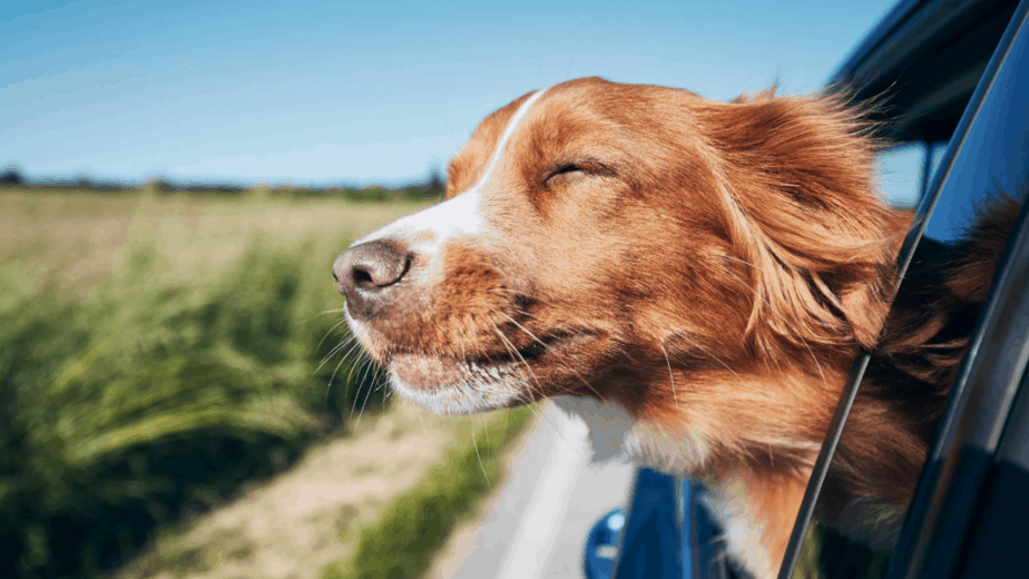 Can i take my dog abroad by car