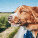 Can i take my dog abroad by car