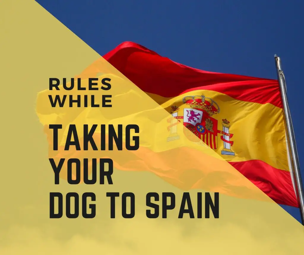Taking your dog to spain rule
