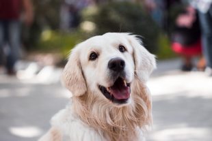 taking a dog to spain