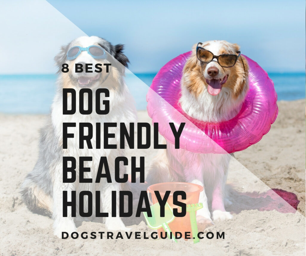 8 Best Dog Friendly Beach Holidays