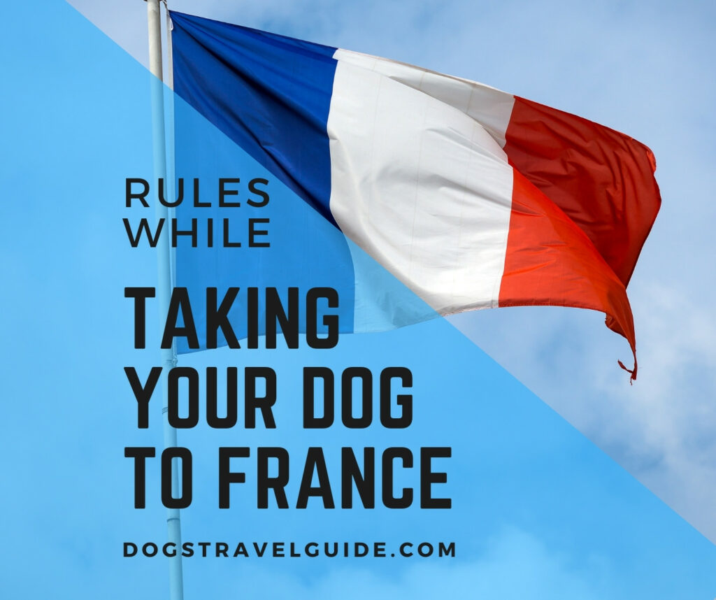 rules while taking your dog to france