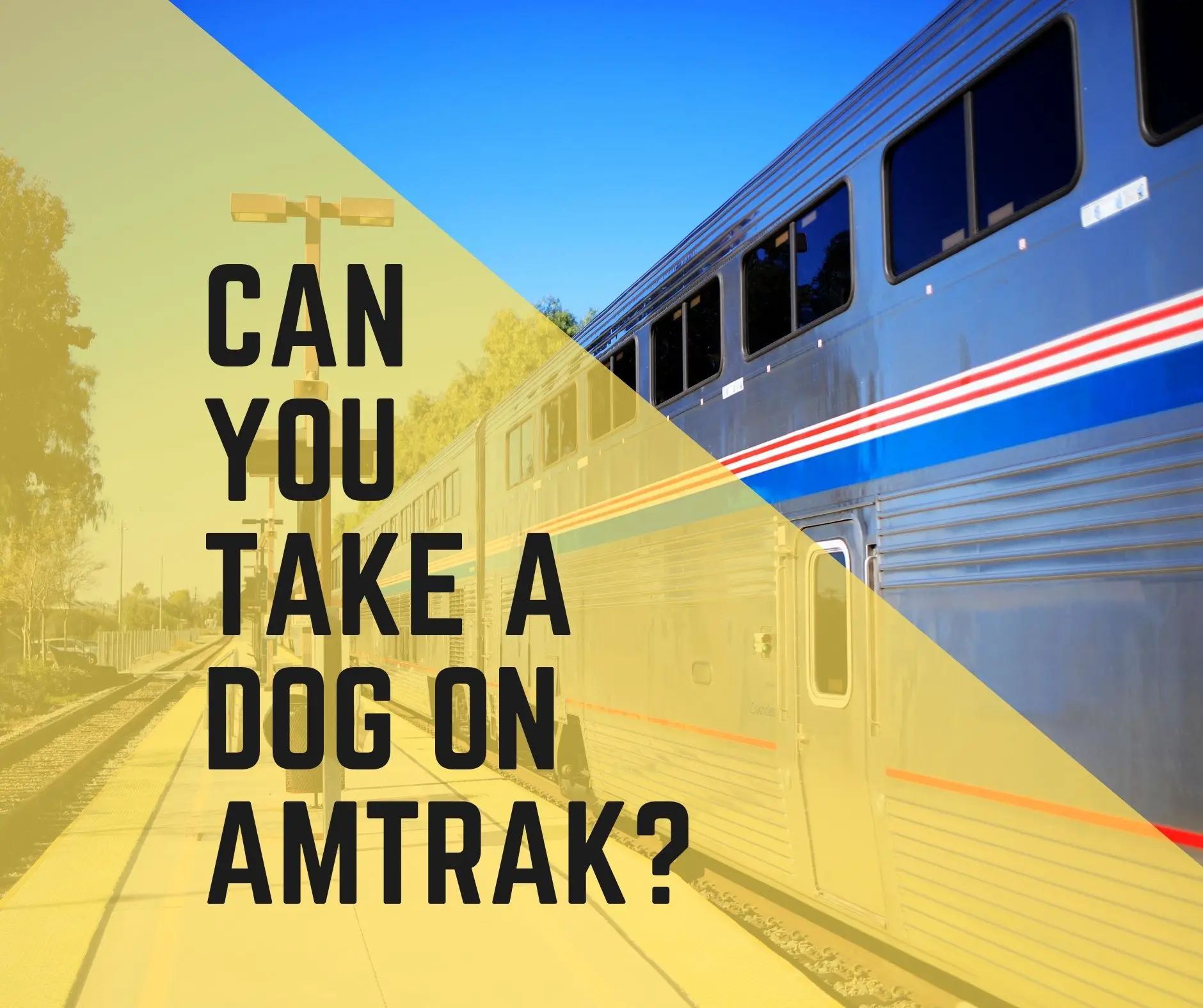 can a dog travel on amtrak