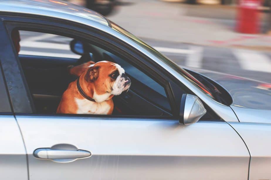 dog keeping Cool In A Car