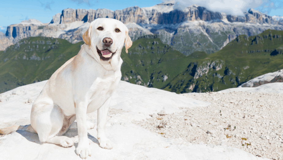 Dogs Travel Guide Everything You Need To Know When Traveling With