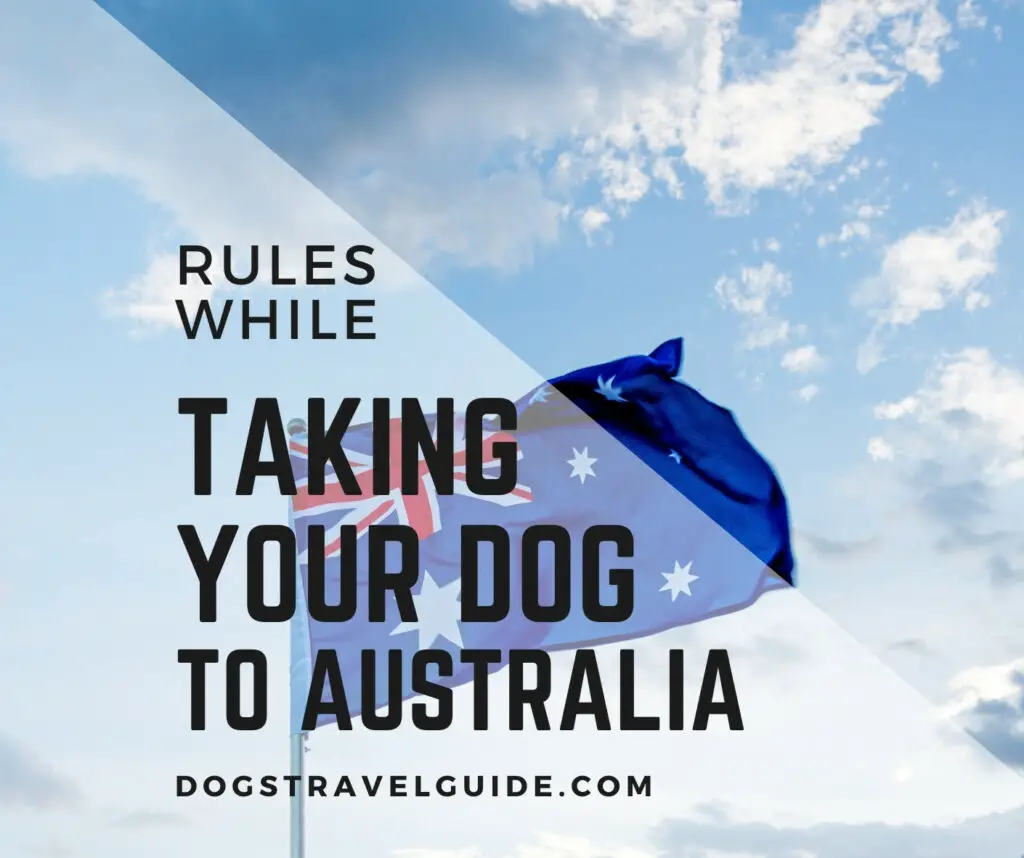 taking your dog to dog to Australia