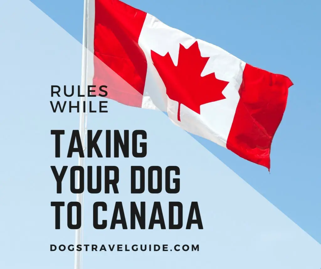 rules while taking your dog to Canada