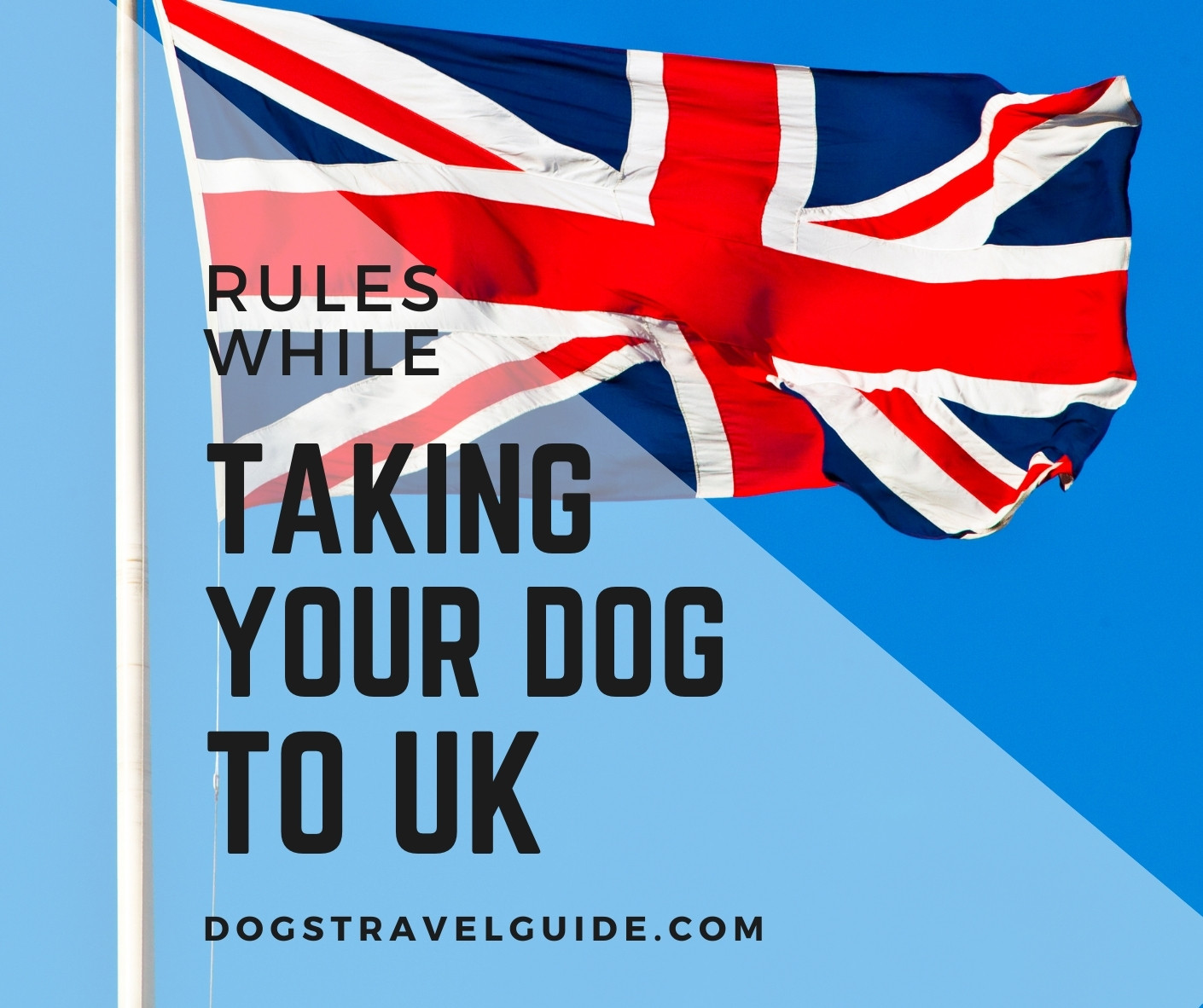 Bringing Your Dogs To UK Rules and Regulations Dogs Travel Guide