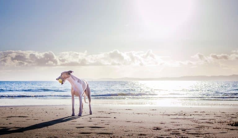 How To Travel Abroad With Your Dog To Miami
