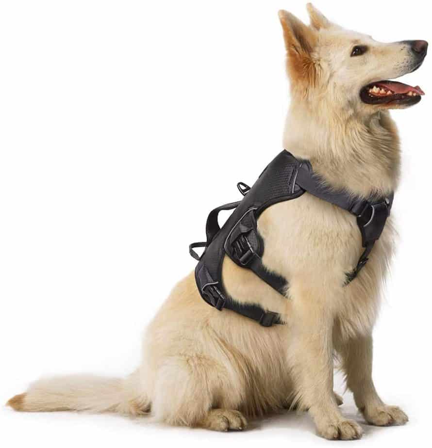 Rabbitgoo Dog Harness Top 5 NoPull Dog Harnesses 2020 Dogs Travel Guide