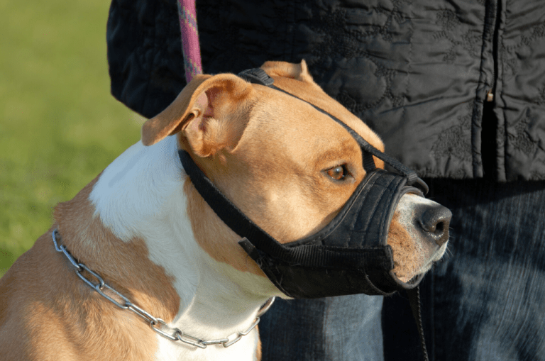 10 Best Dog Muzzles That Allow Drinking 2021 Dogs Travel Guide