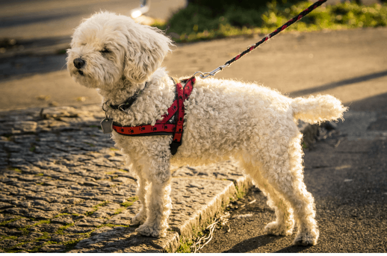 Top 5 Rabbitgoo Dog Harness