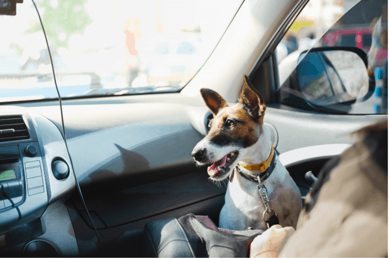 Can You Travel With Your Dog In Footwell Of Car? Dogs Travel Guide