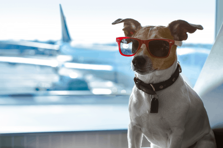 Taking A Dog To New Zealand Requirements Dogs Travel Guide