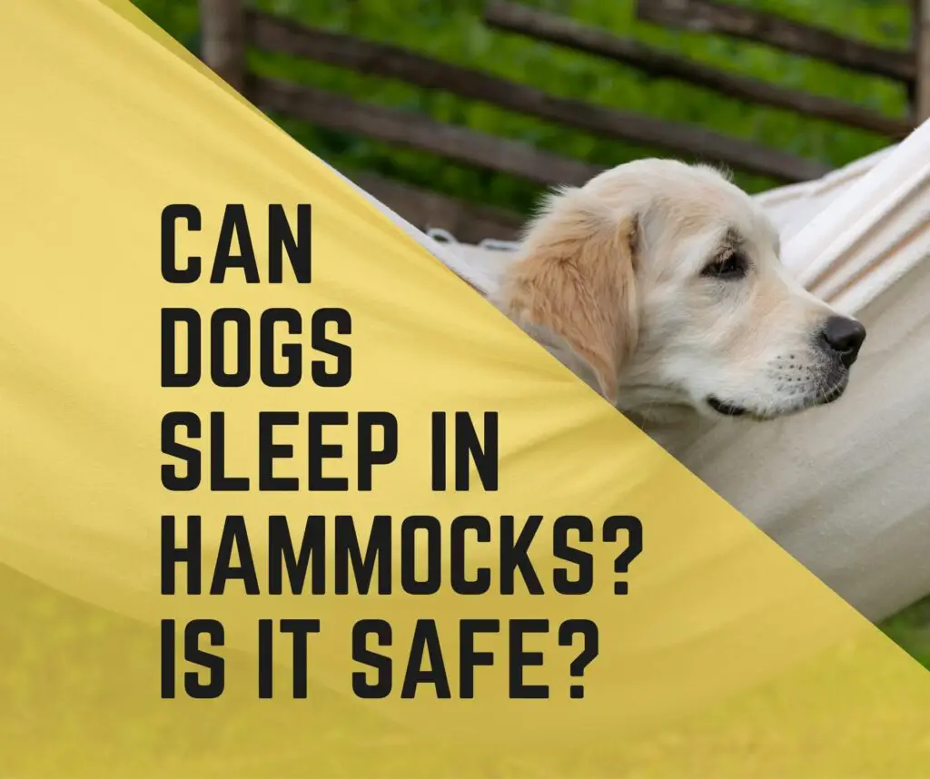 Can Dogs Sleep In Hammocks