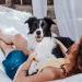 Dogs In a Hammock
