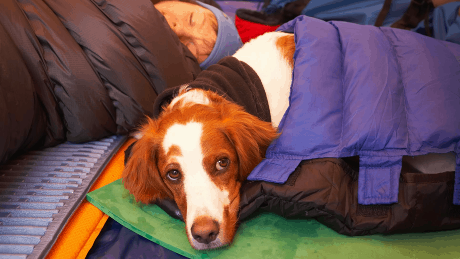 10 Hot Tips For Keeping Your Dog Warm In Tent Dogs Travel Guide