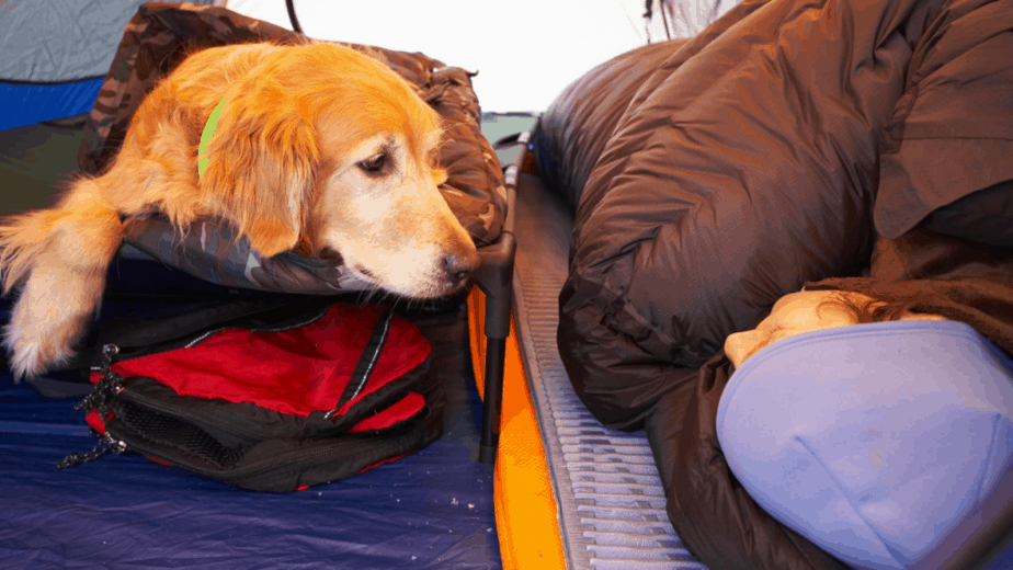 Keeping Dog Warm In Tent