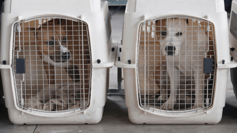 dogs getting ready to travel in the cargo