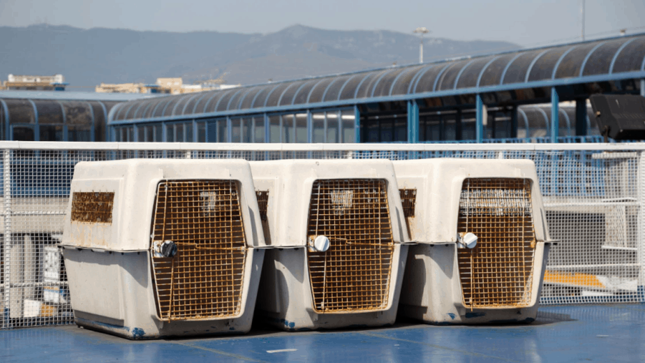 dogs crates ready to be transported to the cargo