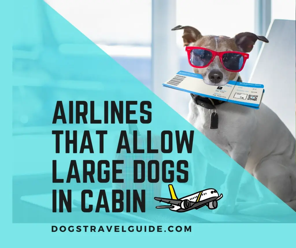 What airlines allow large dogs