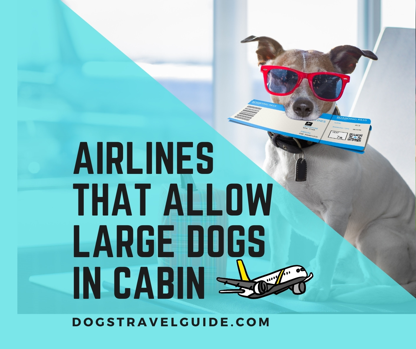 what size dog can fly in cabin