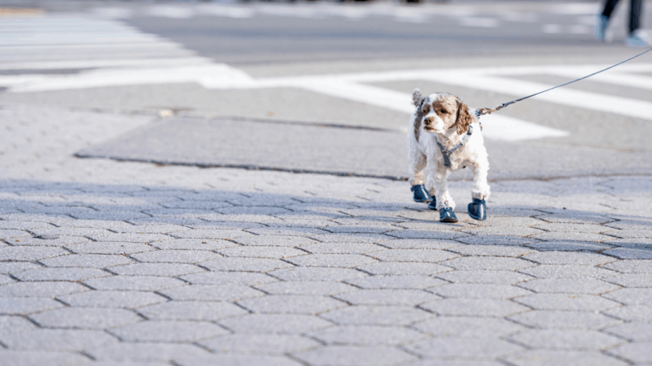 Ruffwear dog boots