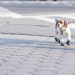 Ruffwear dog boots