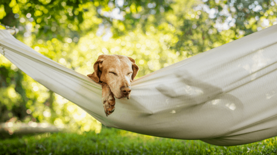 can dogs sleep in a hammock