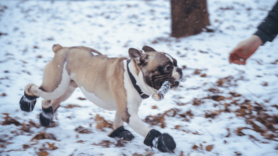 5 Best Ruffwear Dog Boots Full Review 2022 Dogs Travel Guide