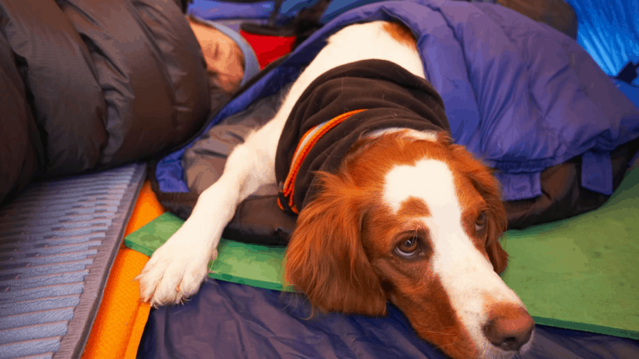 dog keeping Warm In Tent