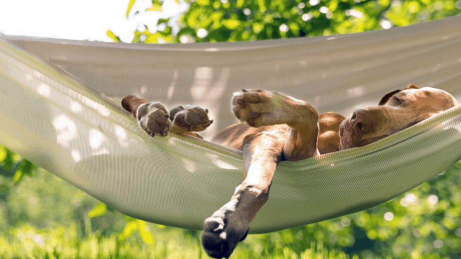 dog-sleep-in-a-hammock