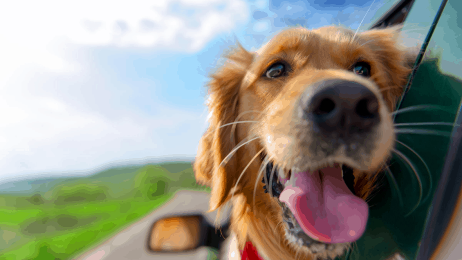 dog-traveling-in-a-car