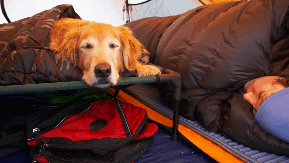 keeping Dog Warm In Tent