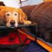 keeping Dog Warm In Tent