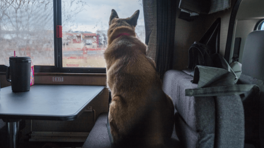 How To Secure A Dog In 2 Berth Motorhome? Dogs Travel Guide