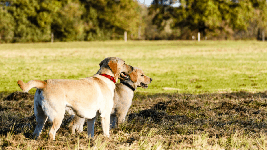 Taking A Dog To Germany Rules & Regulations Dogs Travel Guide