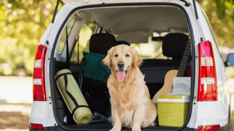 dog secure in car boot