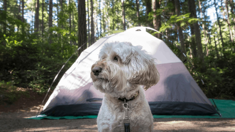 Leaving A Dog In A Tent While Camping [Ultimate Guide in 2023]