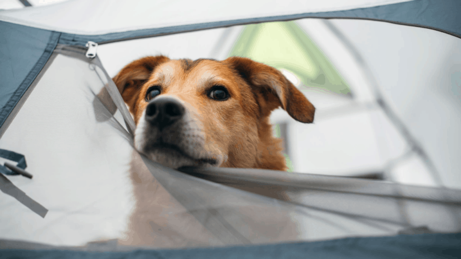 dog in a tent camping