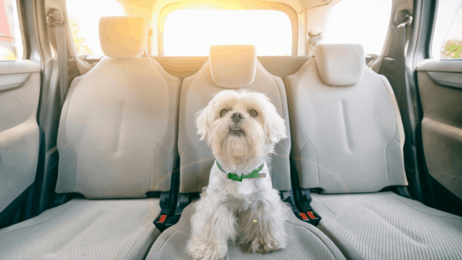 How To Secure Dog Crate In Car? Dogs Travel Guide