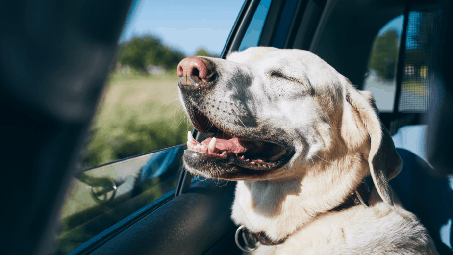 7 Ways To Secure Dog In Car With Leash Dogs Travel Guide